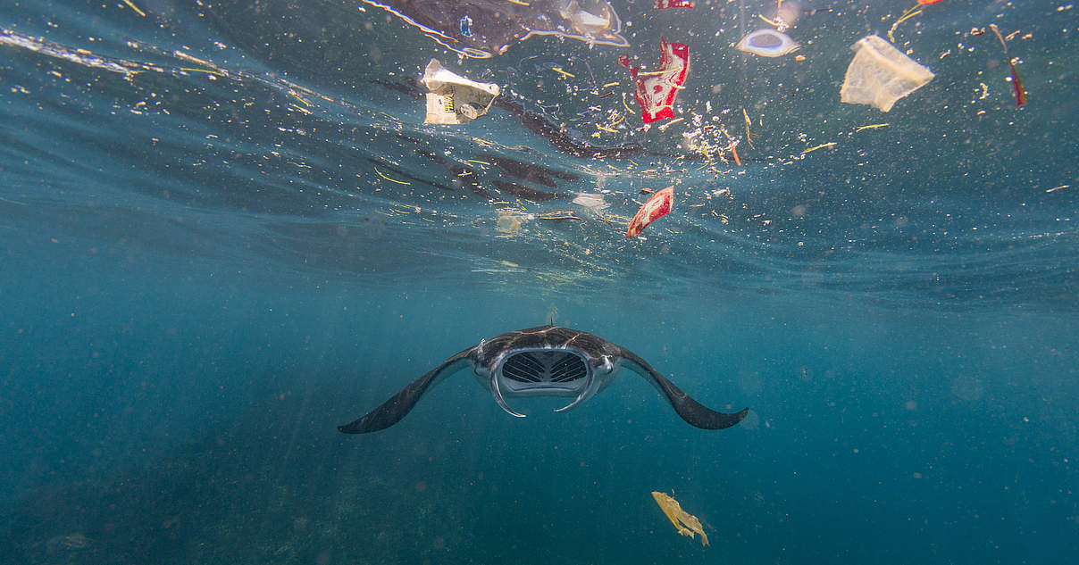 Plastikkrise – Wie Plastikmüll im Meer ganze Ökosysteme | WWF