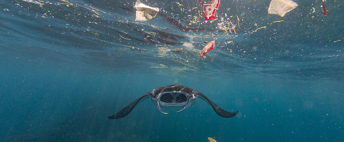 Mantarochen umgeben von Plastikmüll, Bali - Indonesien © Vincent Kneefel / WWF