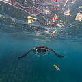 Mantarochen umgeben von Plastikmüll, Bali - Indonesien © Vincent Kneefel / WWF