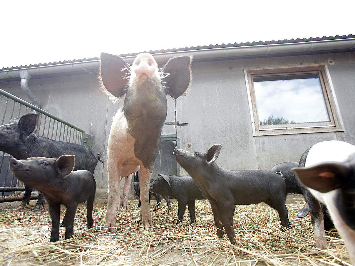 Schweine auf Biohof © Arnold Morascher / WWF