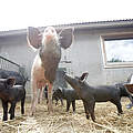 Schweine auf Biohof © Arnold Morascher / WWF