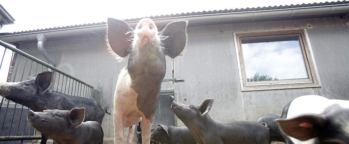 Schweine auf Biohof © Arnold Morascher / WWF