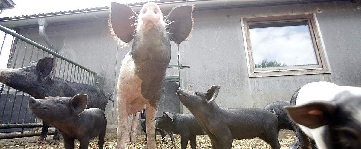 Schweine auf Biohof © Arnold Morascher / WWF
