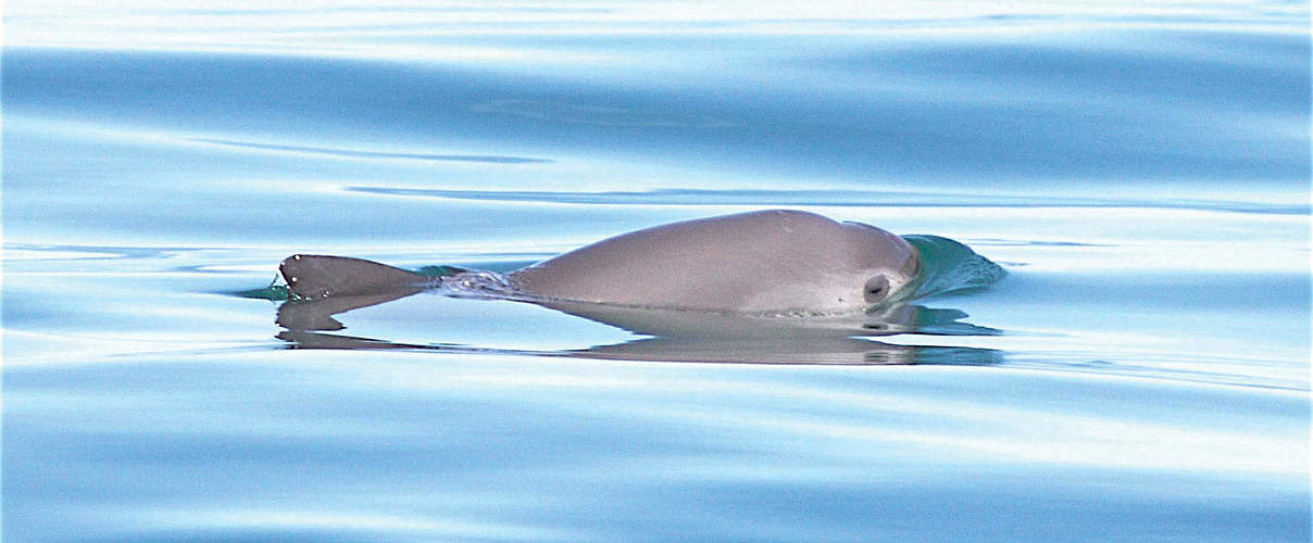 Vaquita Mexiko © Thomas A. Jefferson / VIVA Vaquita