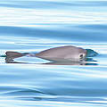 Vaquita Mexiko © Thomas A. Jefferson / VIVA Vaquita