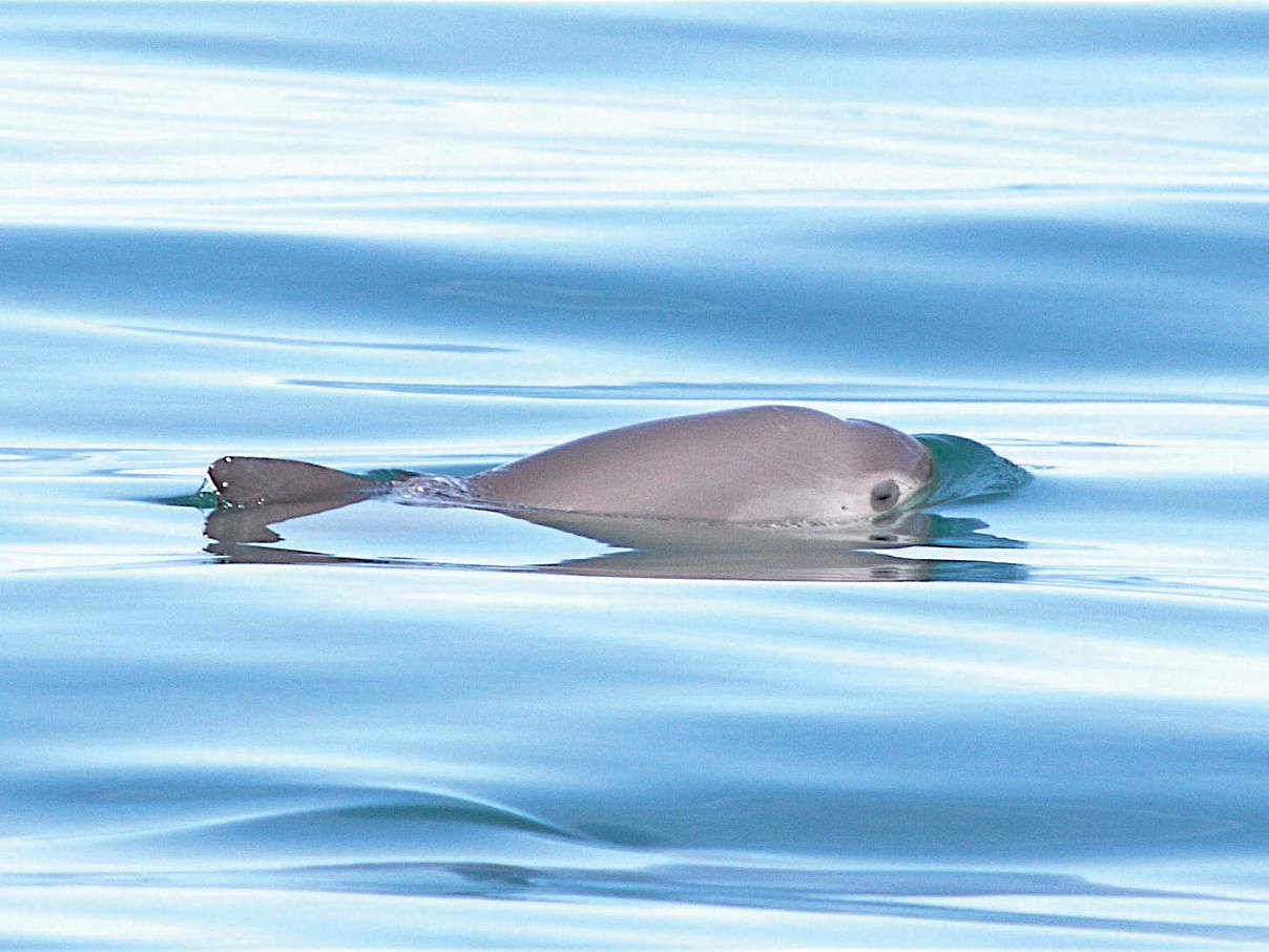 Vaquita Mexiko © Thomas A. Jefferson / VIVA Vaquita