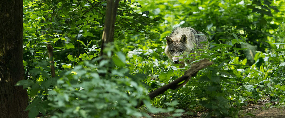 Ein Wolf (Canis lupus) im Dickicht des Waldes. © Ralph Frank / WWF