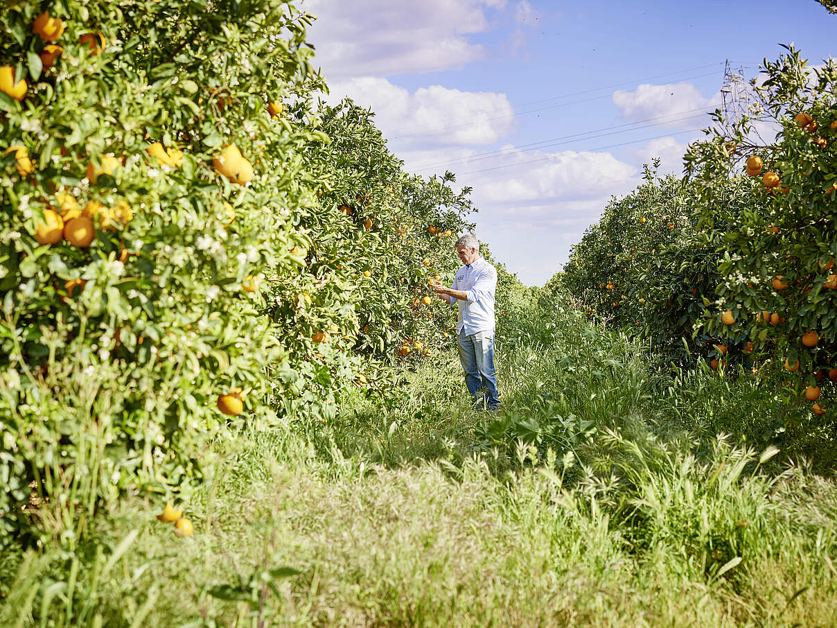 Zitrusprojekt © Christian Schmidt, EDEKA