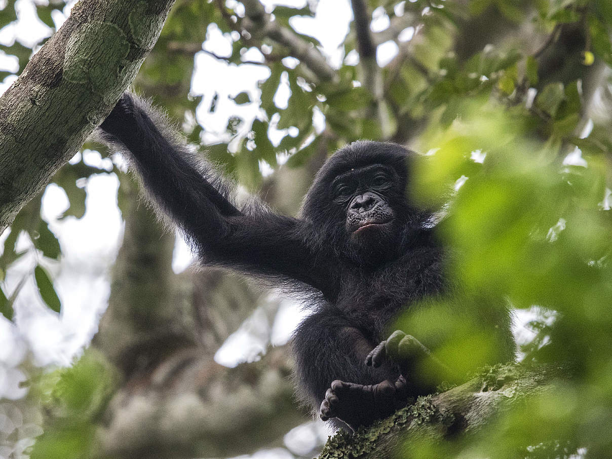 Junger Bonobo im Kongo © Karine Aigner / WWF-US