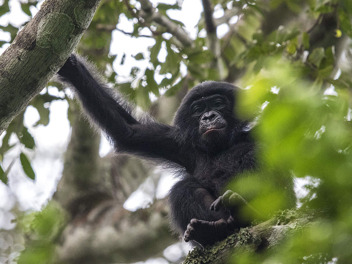 Junger Bonobo im Kongo © Karine Aigner / WWF-US Junger Bonobo im Kongo © Karine Aigner / WWF-US