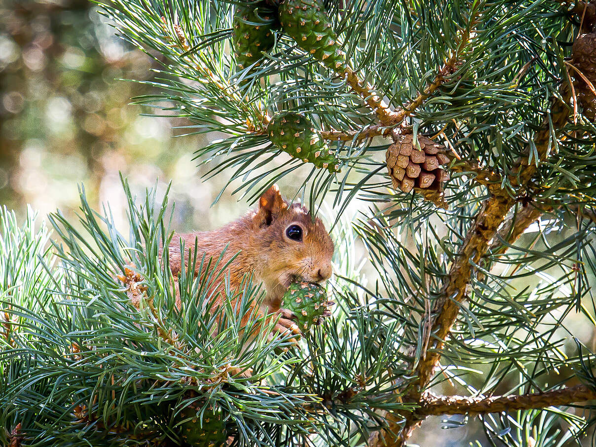 Eichhörnchen knabbert an einem Kiefernzapfen 