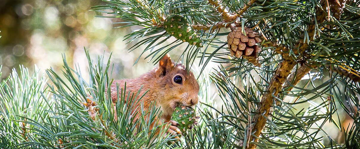 Eichhörnchen knabbert an einem Kiefernzapfen 