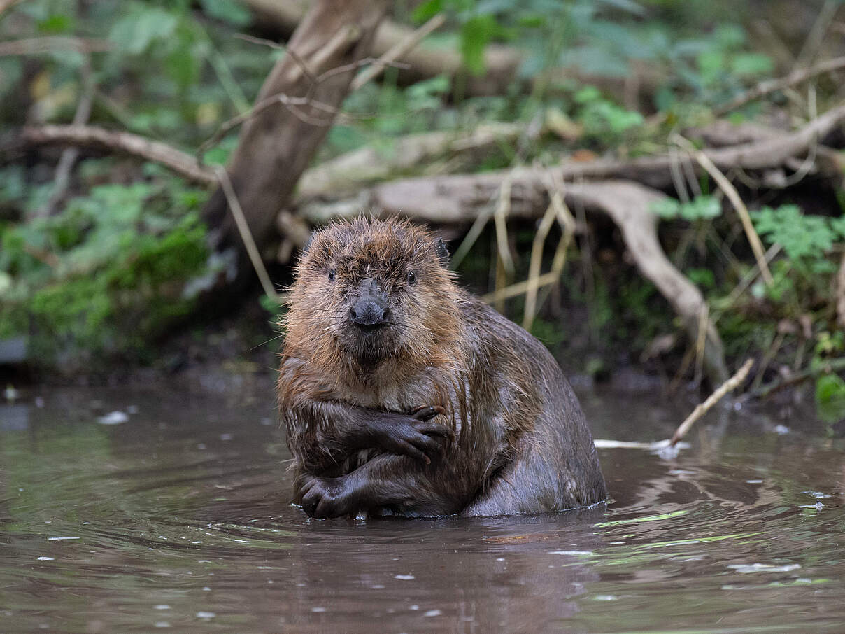 Eurasischer Biber im Wasser