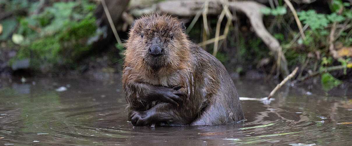 Eurasischer Biber im Wasser