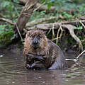 Eurasischer Biber im Wasser