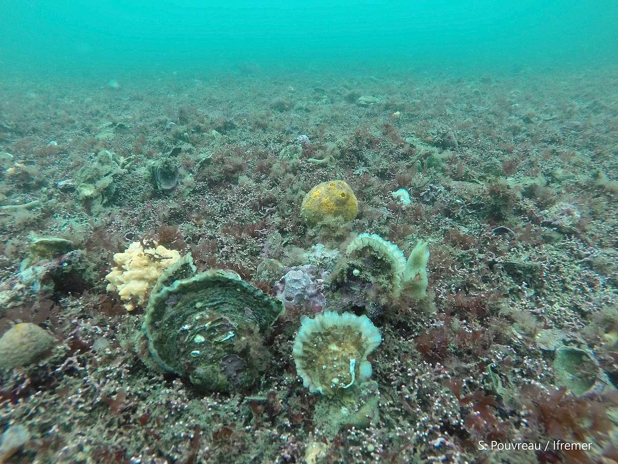 Europäische Austern in der Bucht von Brest, Frankreich © Stéphane Pouvreau / Ifremer / Frankreich