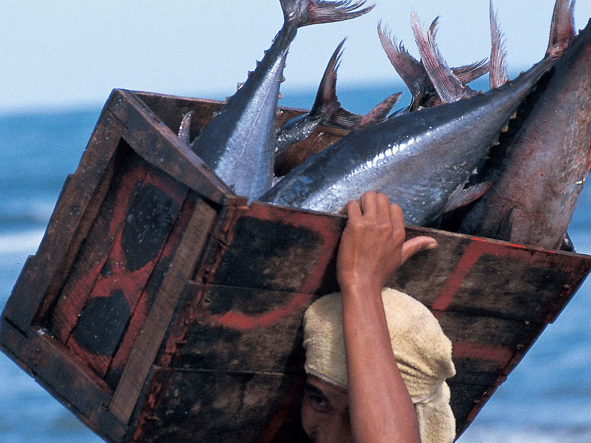 Fischer Thunfisch Philippinen mit EDEKA-Logo © Jürgen Freund / WWF