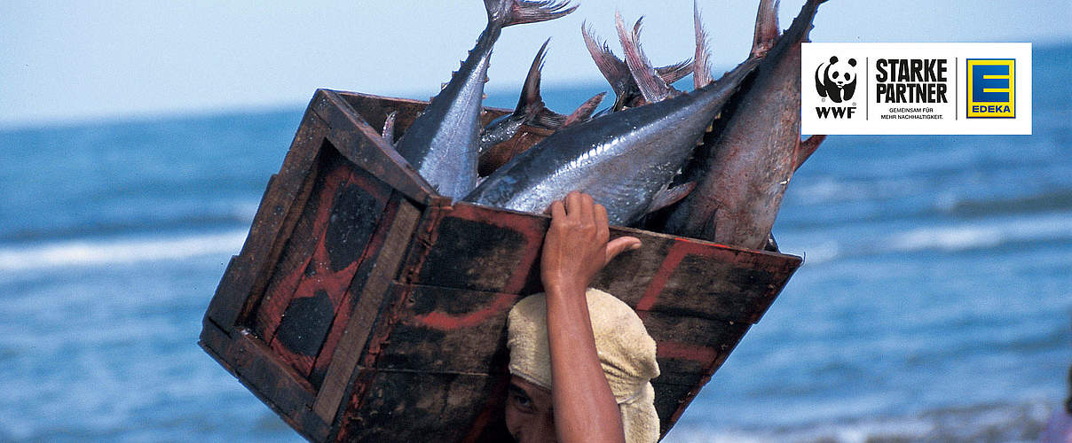 Fischer Thunfisch Philippinen mit EDEKA-Logo © Jürgen Freund / WWF