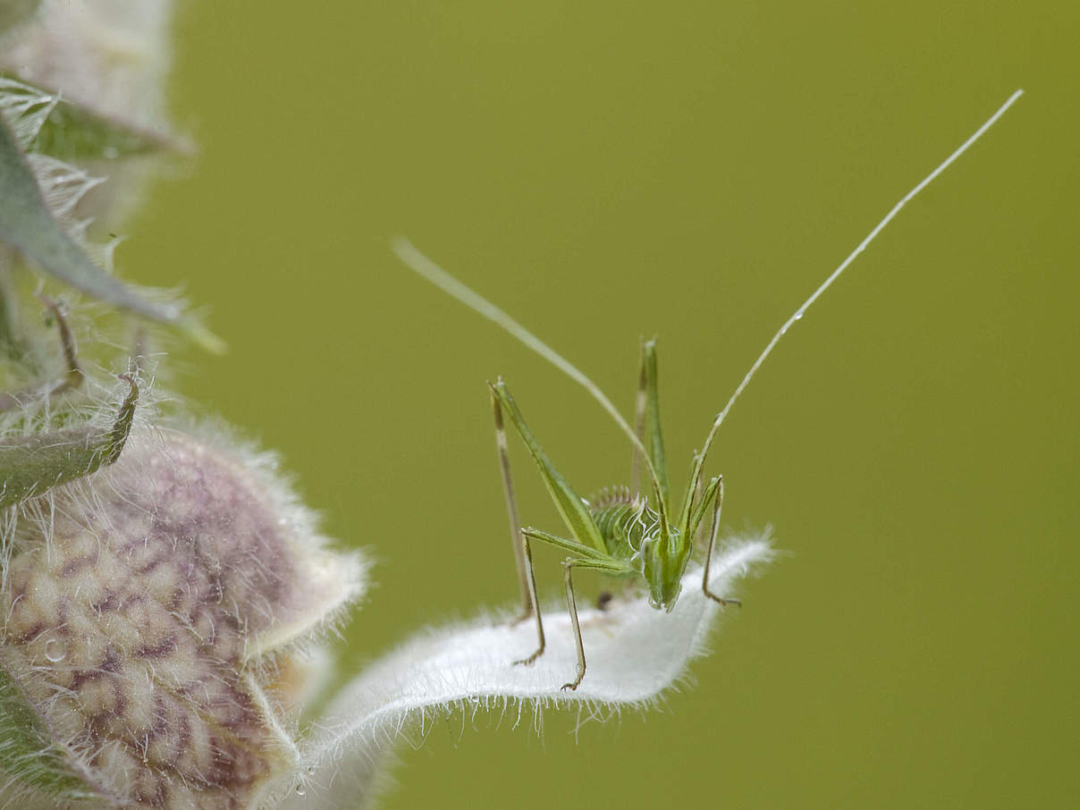 Junger Grashüpfer © Wild Wonders of Europe / Dietmar Nill / WWF