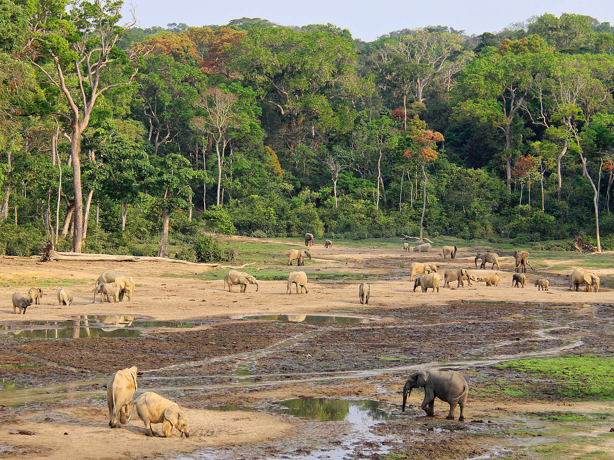 Waldlichtung in Dzangha Bai © Carlos Drews / WWF