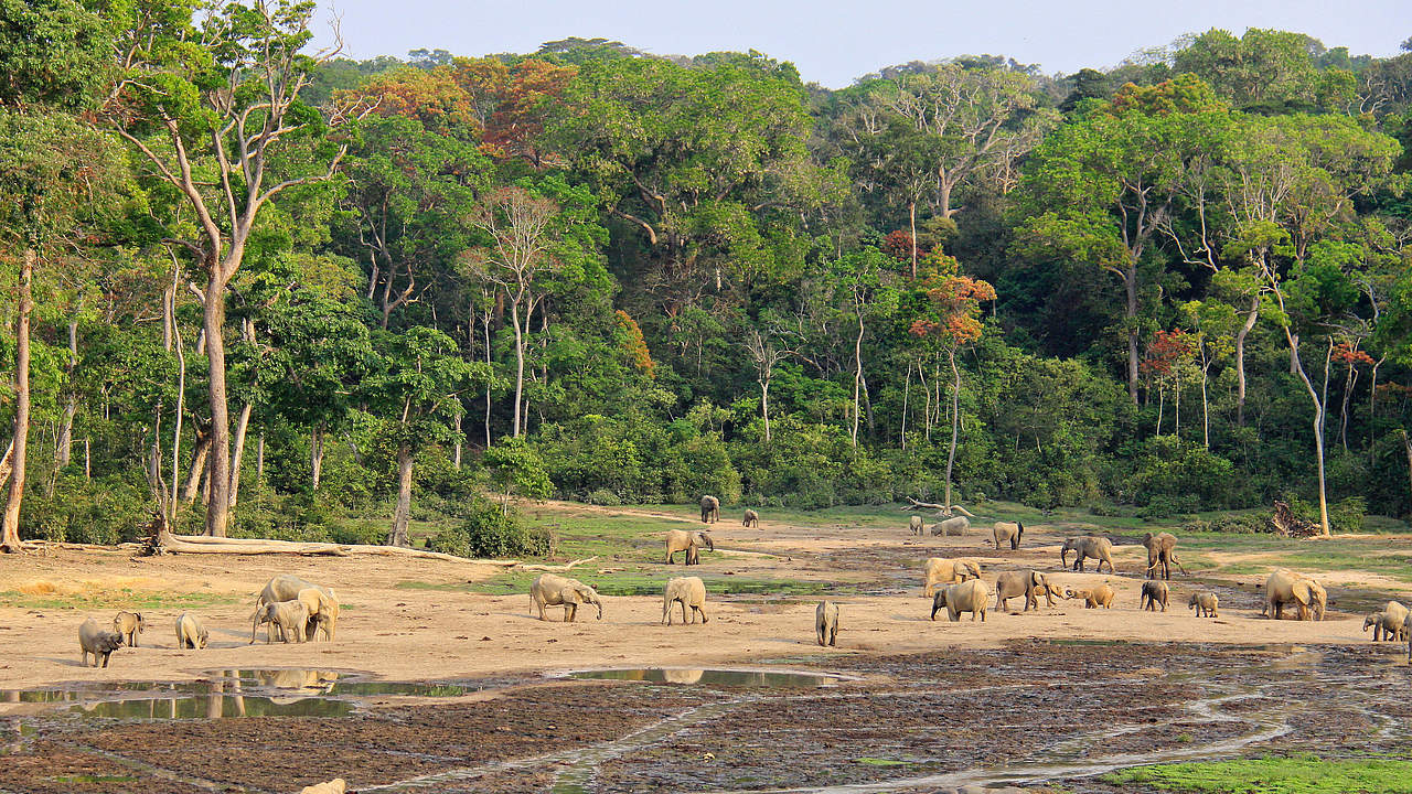 Waldlichtung in Dzangha Bai © Carlos Drews / WWF