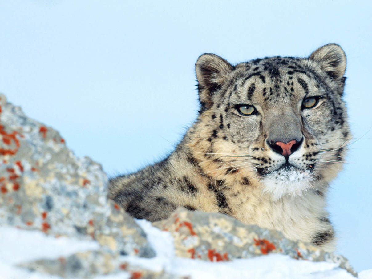 Schneeleopard © Klein & Hubert / WWF