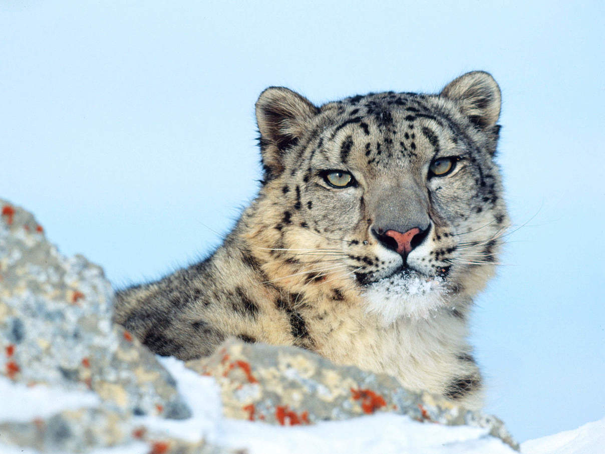 Schneeleopard © Klein & Hubert / WWF