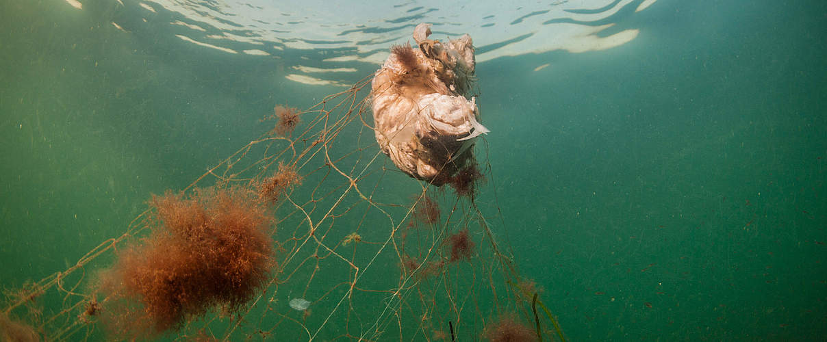 Verendeter Fisch © Wolf Wichmann / WWF