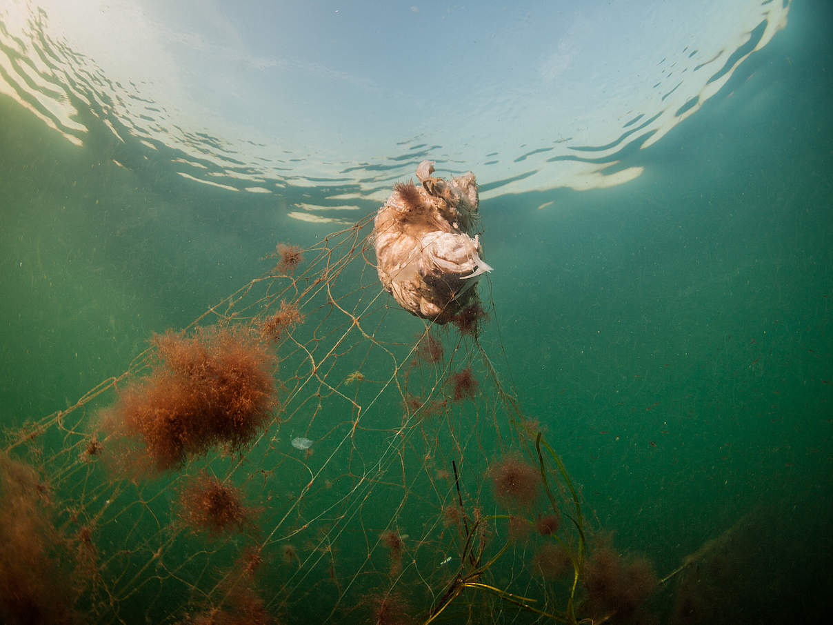 Verendeter Fisch © Wolf Wichmann / WWF