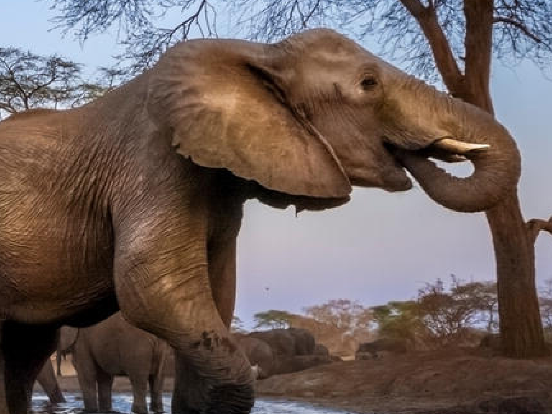Afrikanische Elefanten trinken an einer Wasserstelle © naturepl.com / Neil Aldridge / WWF
