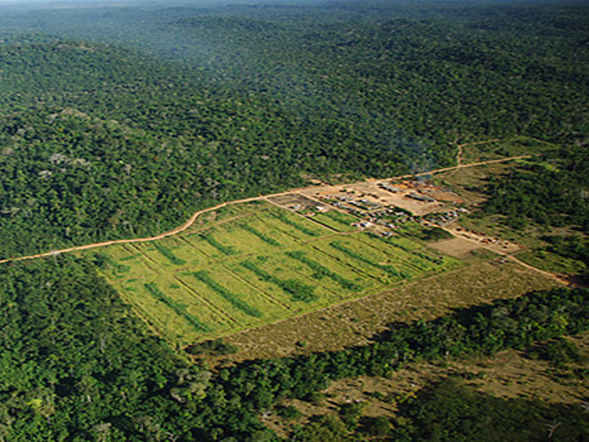 Abholzung im Regenwald © Zig Koch / WWF 