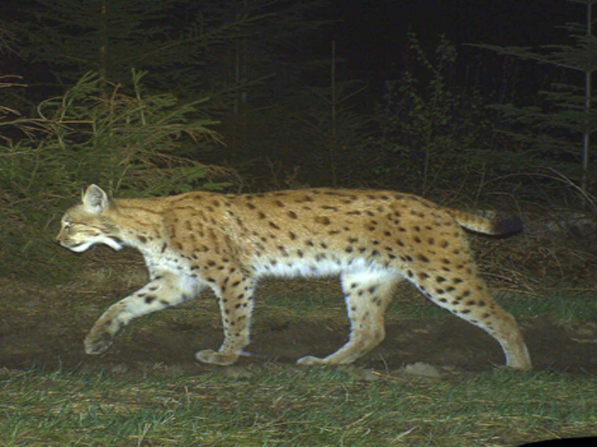 350 Fotofallenbild Luchs c Luchsprojekt Bayern