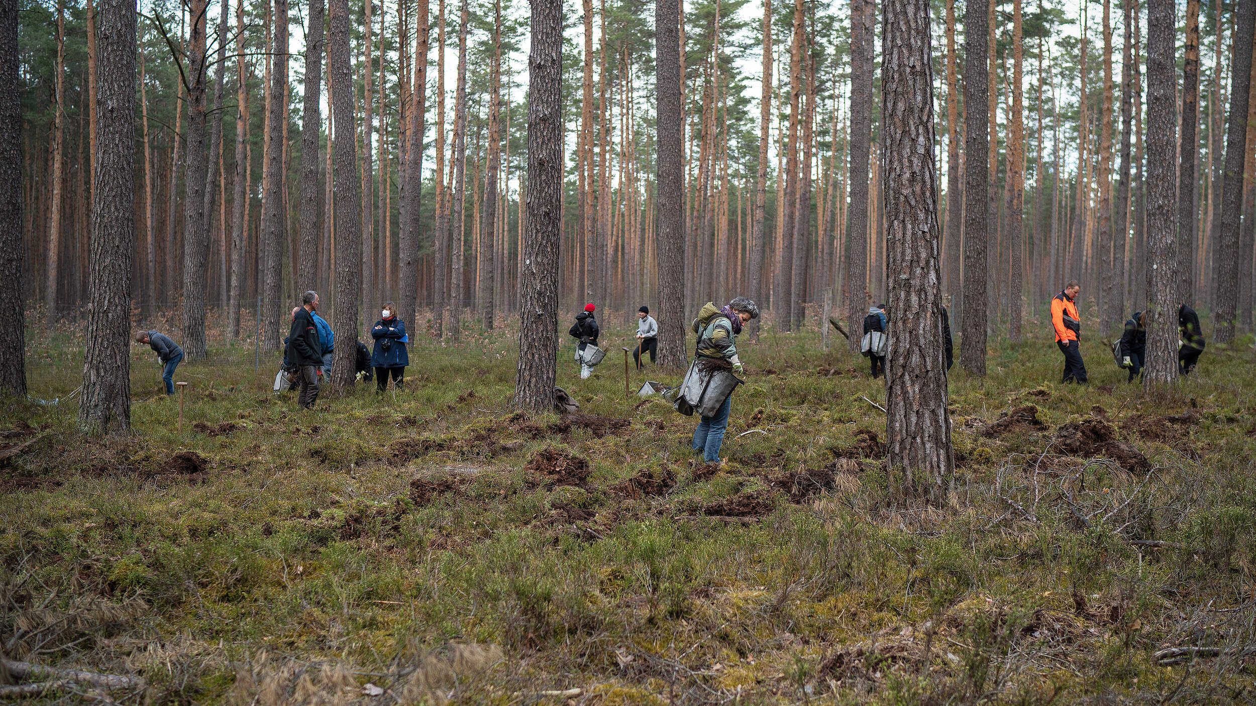 Pflanzteams in Aktion © Sonja Ritter / WWF
