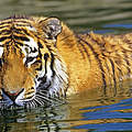 Amur-Tiger schwimmt im Wasser © David Lawson / WWF UK