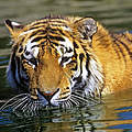 Amur-Tiger schwimmt im Wasser © David Lawson / WWF UK