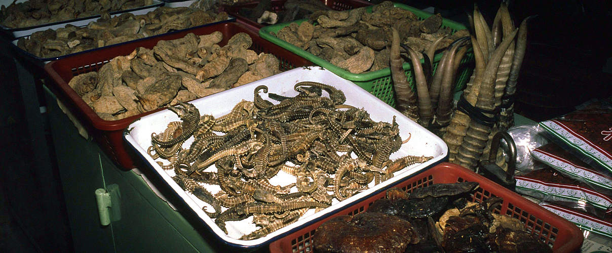 Seepferdchen auf einem chinesischen Markt. © John E. Newby / WWF