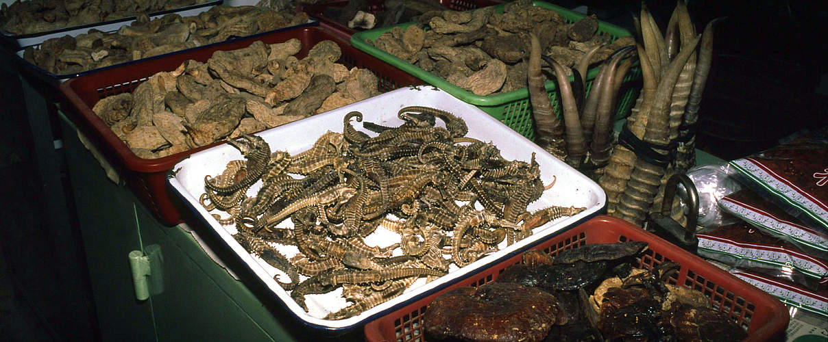 Seepferdchen auf einem chinesischen Markt. © John E. Newby / WWF