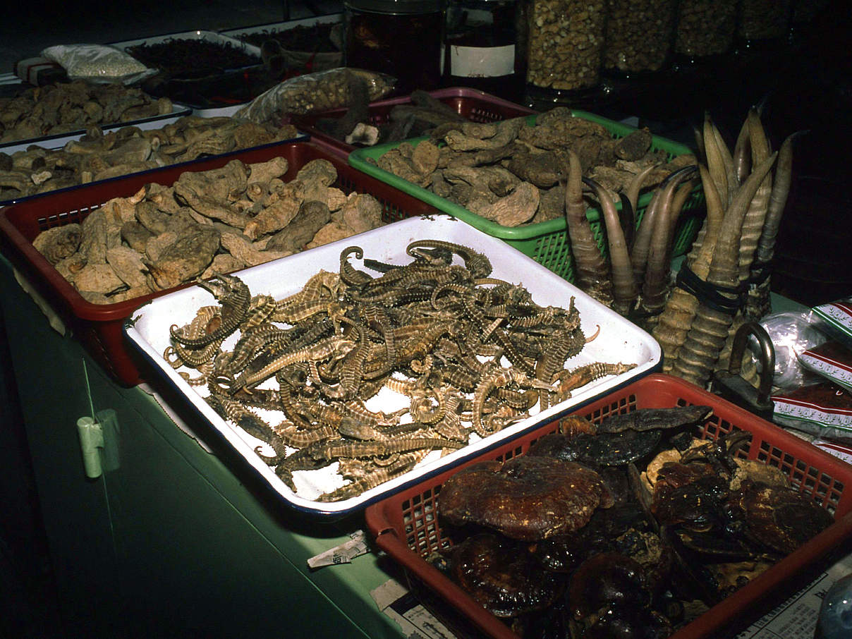 Seepferdchen auf einem chinesischen Markt. © John E. Newby / WWF