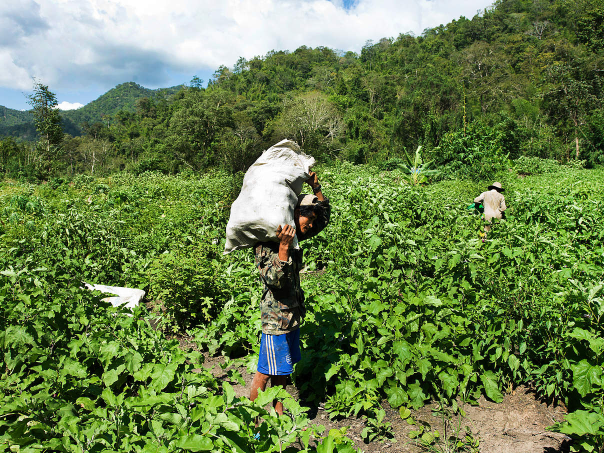 Gemüseanbau in Myanmar © Stephen Kelly / WWF-Myanmar 