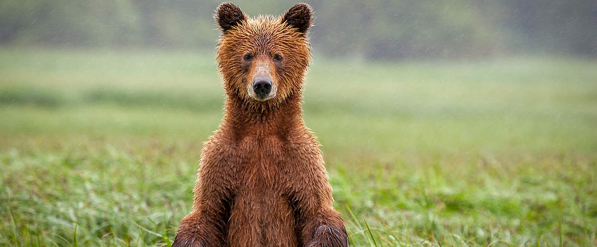 Grizzly in Kanada © Doug Kliewer 