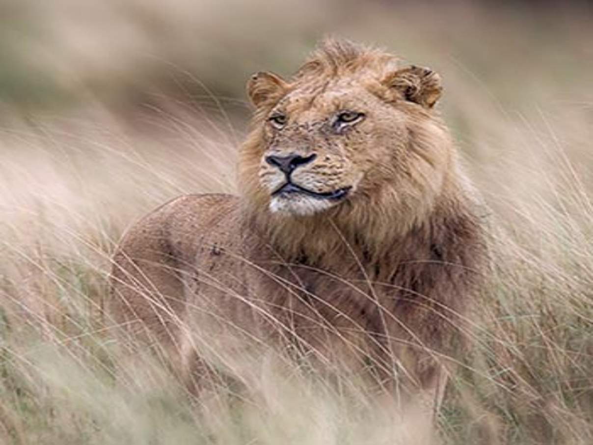 Löwe © Michael Poliza / WWF