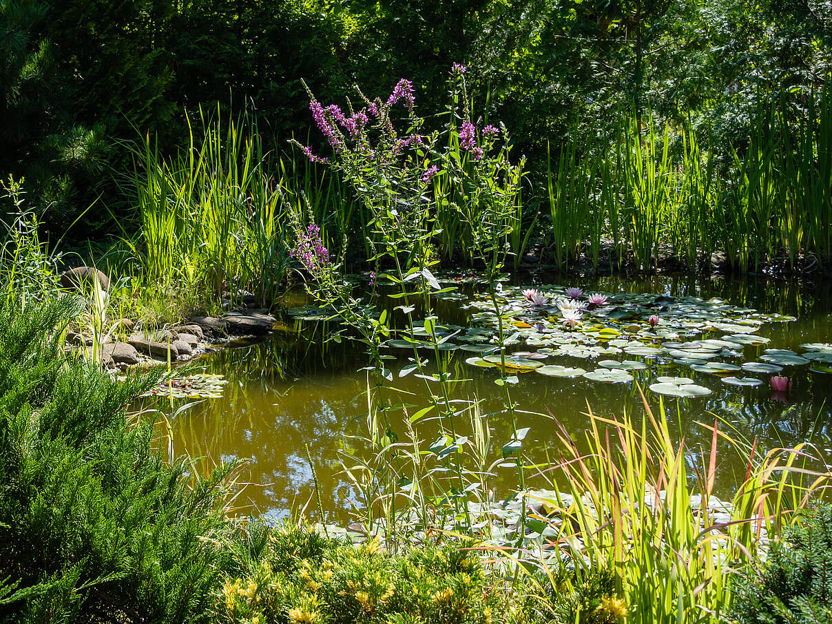 Beautiful garden pond with stone beach. Evergreen and aquatic plants growing on shore against a blurred background of pond. In foreground is blooming Lythrum salicaria or purple loosestrife.