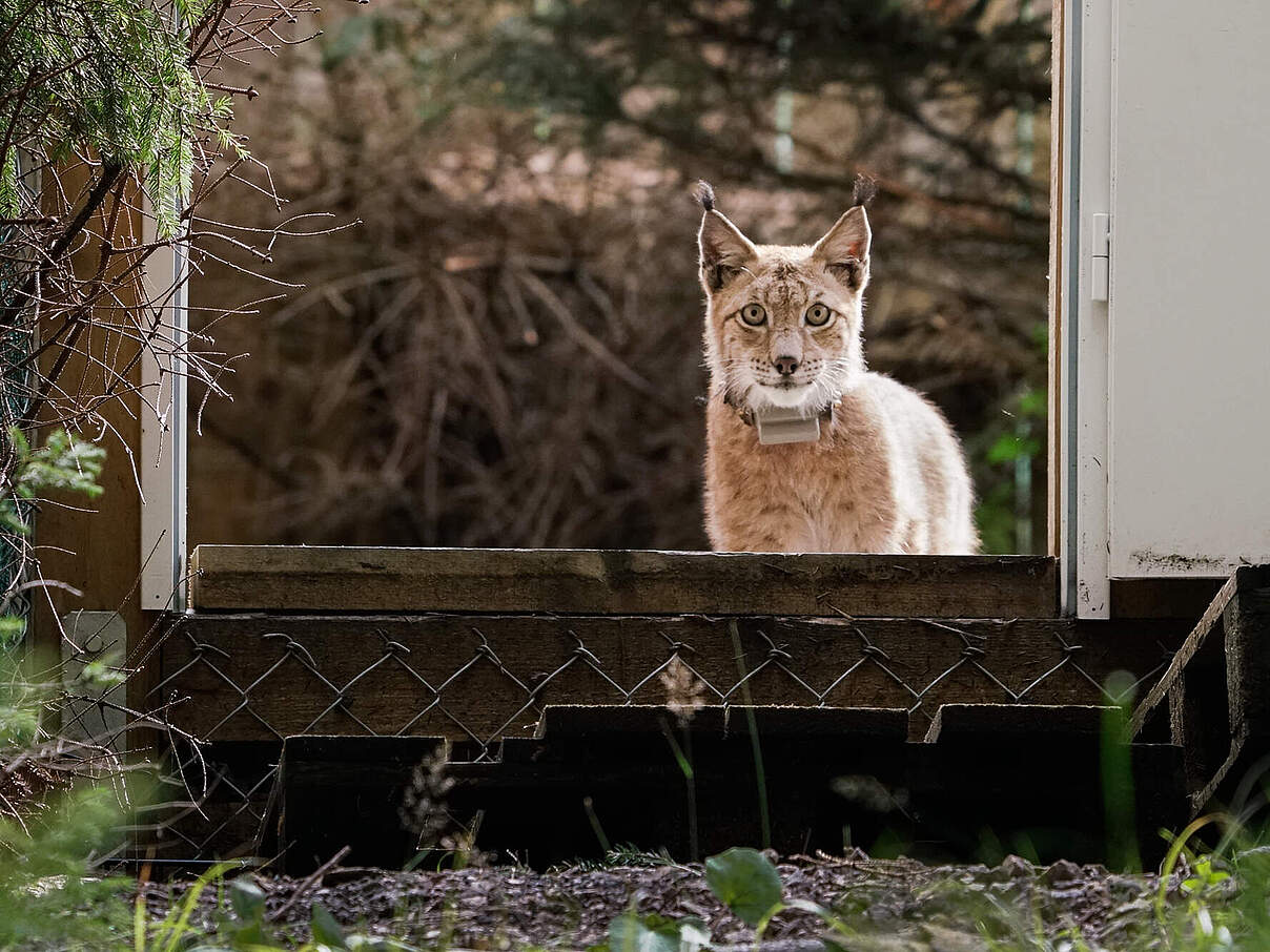 Luchs Baron bei seiner Auswilderung in den Thüringer Wald