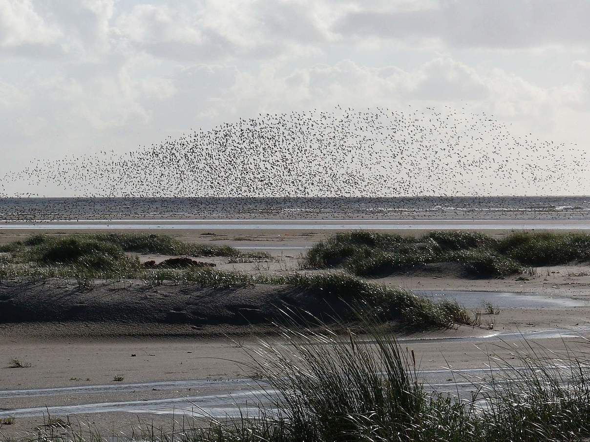 Wattenmeer bei Langeoog © Hans-Ulrich Rösner / WWF Wattenmeer bei Langeoog © Hans-Ulrich Rösner / WWF