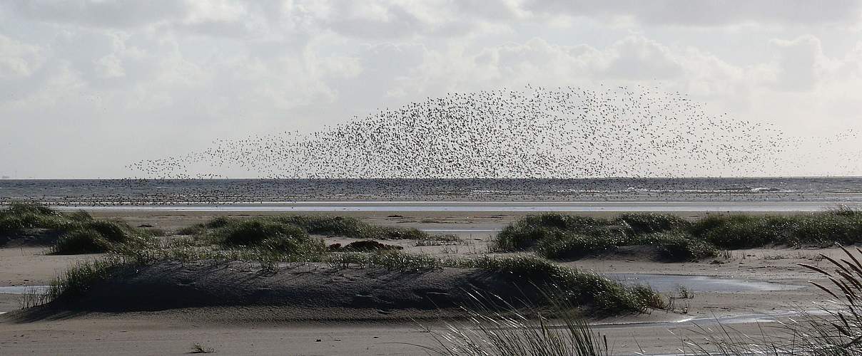 Wattenmeer bei Langeoog © Hans-Ulrich Rösner / WWF