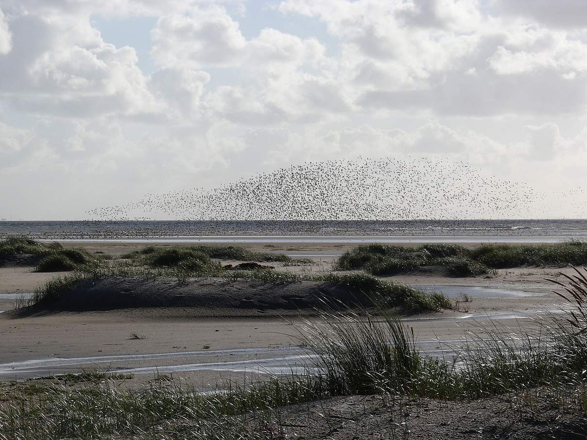 Wattenmeer bei Langeoog © Hans-Ulrich Rösner / WWF