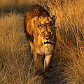 Afrikanische Löwen © naturepl.com / Andy Rouse / WWF