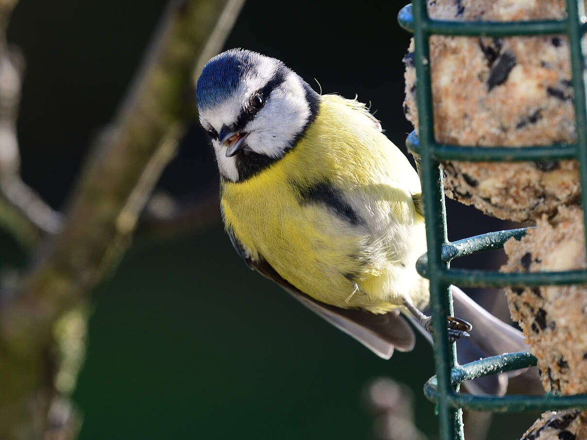 Blaumeise am Meisenknoedel