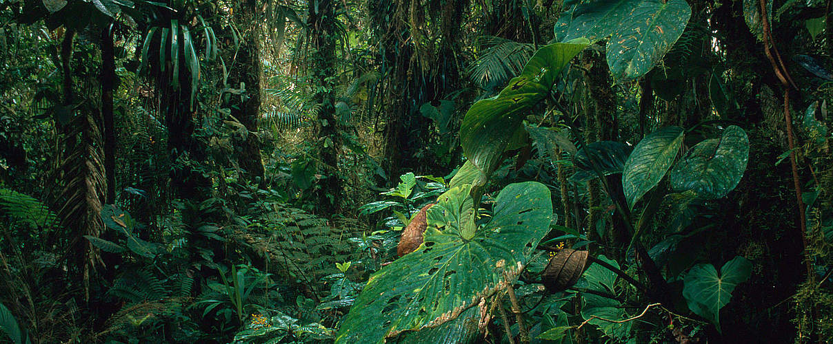 Naturreservat Kolumbien © Kevin Schäfer / WWF