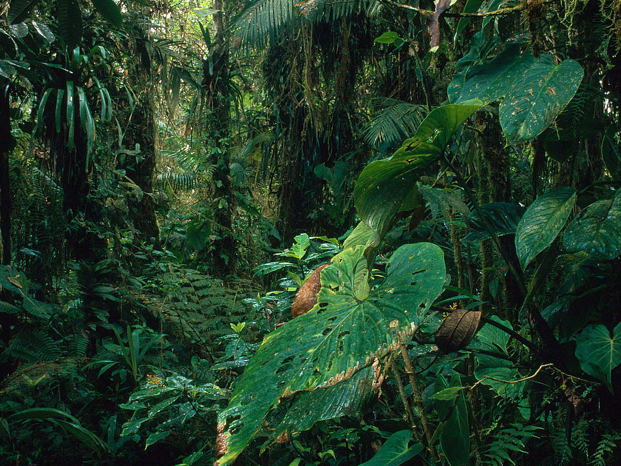 Naturreservat Kolumbien © Kevin Schäfer / WWF